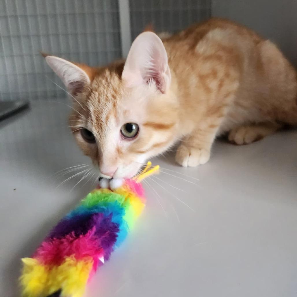 Cider, Adoptable, Kitten Female Domestic Short Hair.