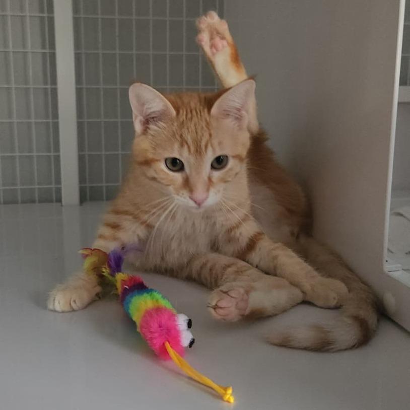 Enlarge Cider, a Adoptable Domestic Short Hair in Talent, OR image 2/5