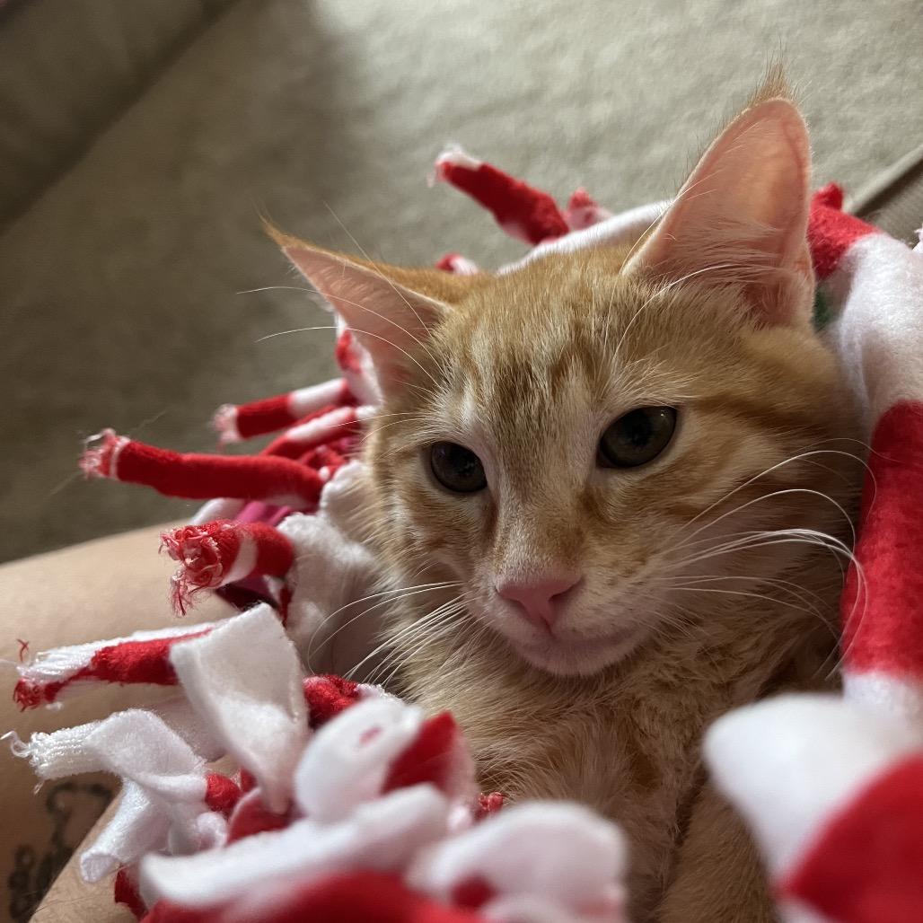 Enlarge Cider, a Adoptable Domestic Short Hair in Talent, OR image 3/5