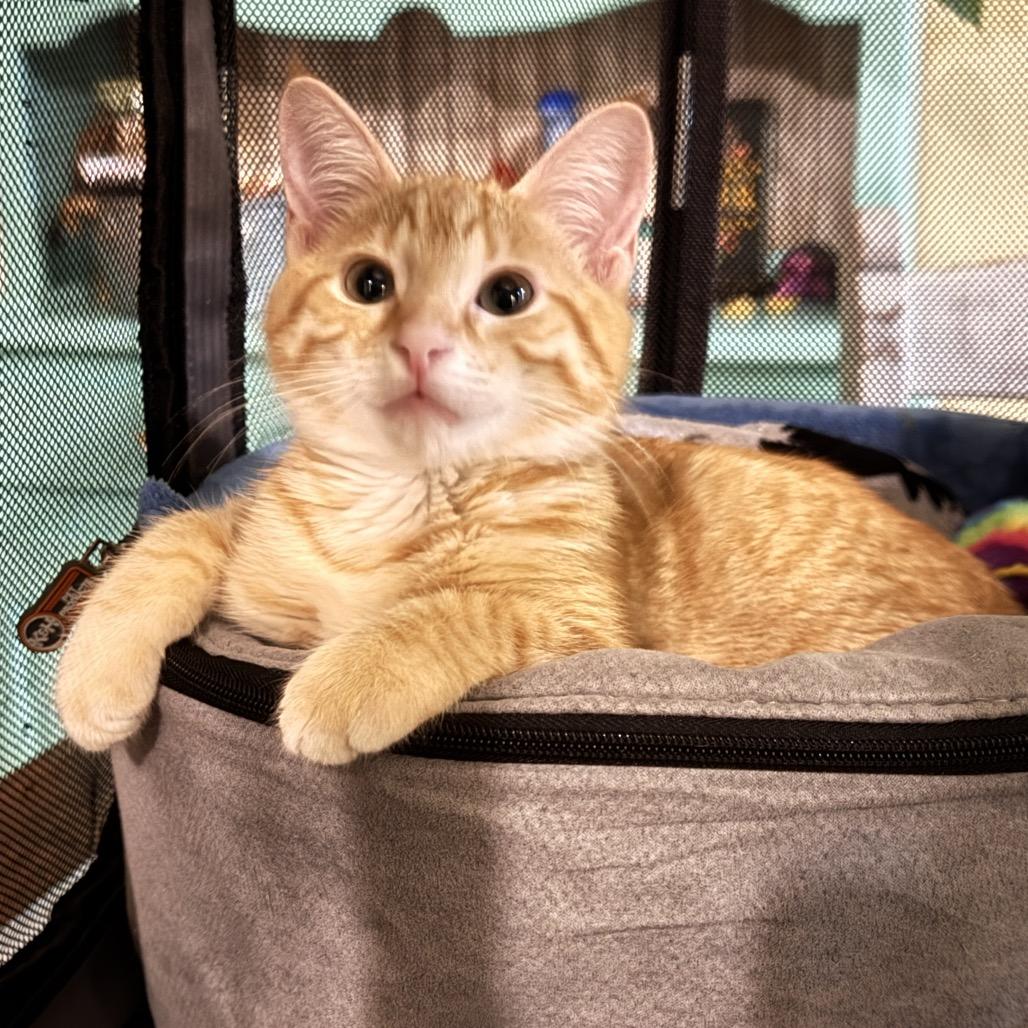 Enlarge Cider, a Adoptable Domestic Short Hair in Talent, OR image 4/5