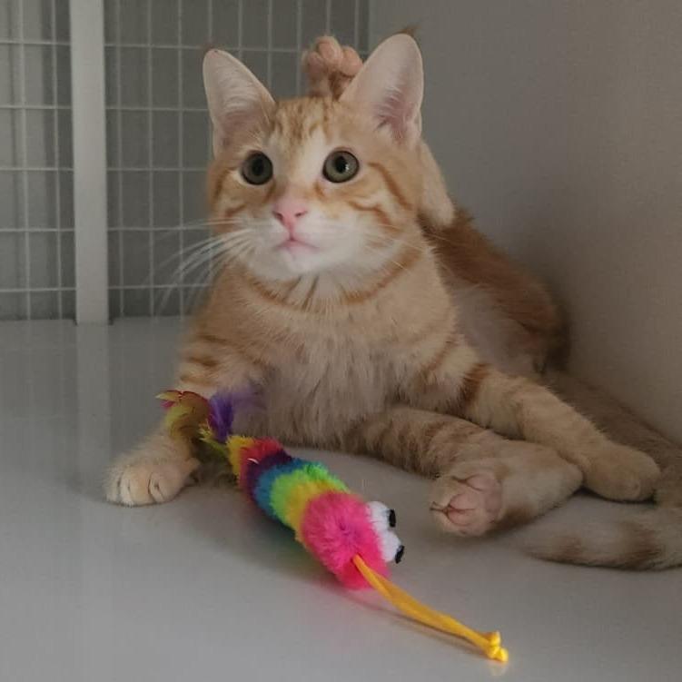 Enlarge Cider, a Adoptable Domestic Short Hair in Talent, OR image 5/5