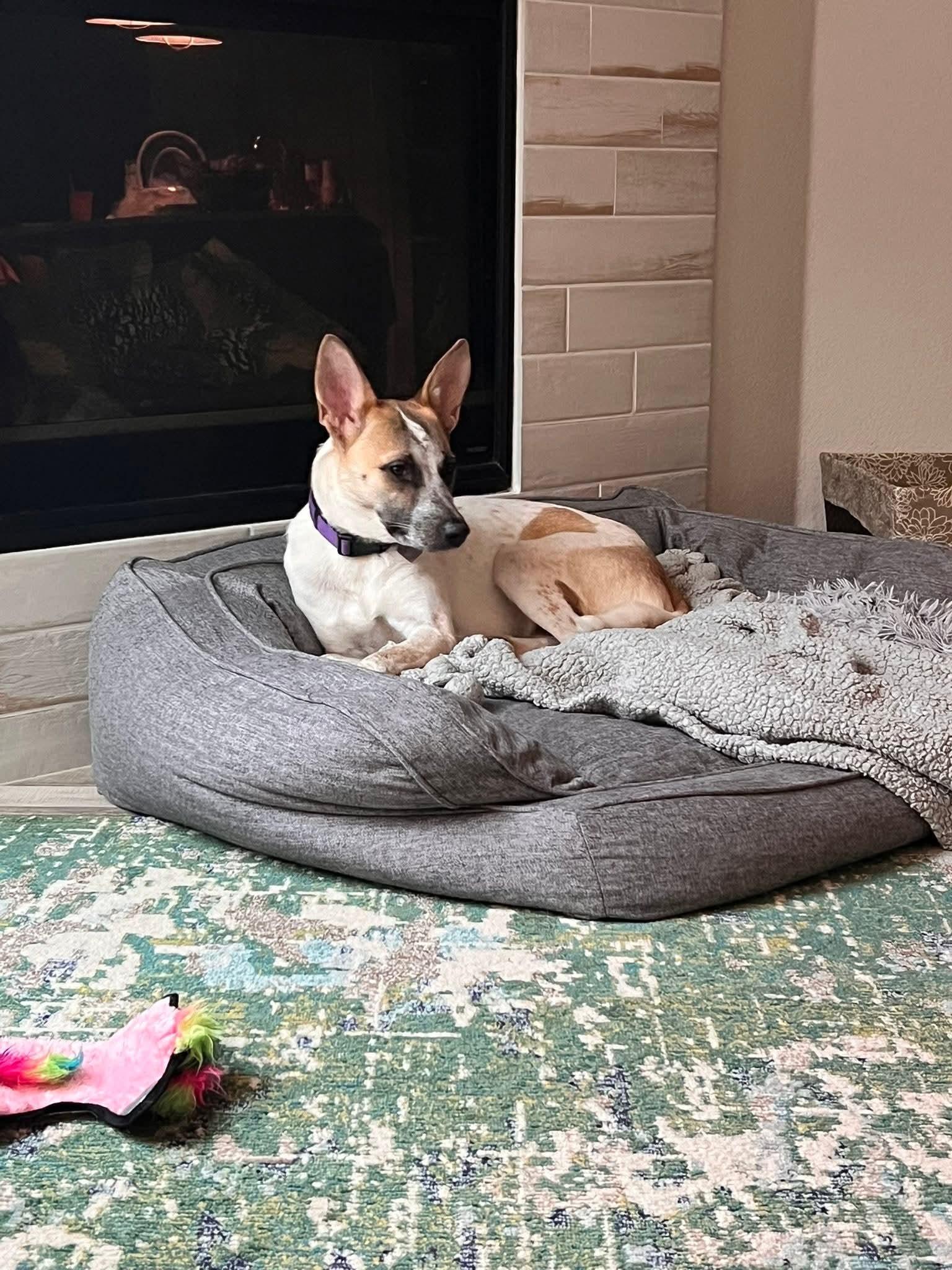 Enlarge Jessi, a Adoptable mixed breed in Mansfield, TX image 3/5