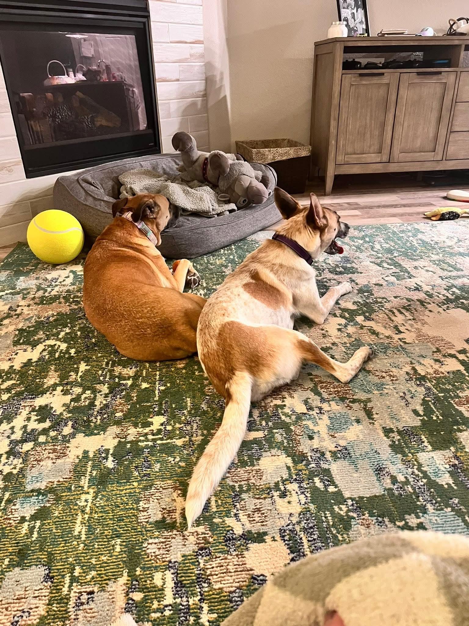 Enlarge Jessi, a Adoptable mixed breed in Mansfield, TX image 2/5