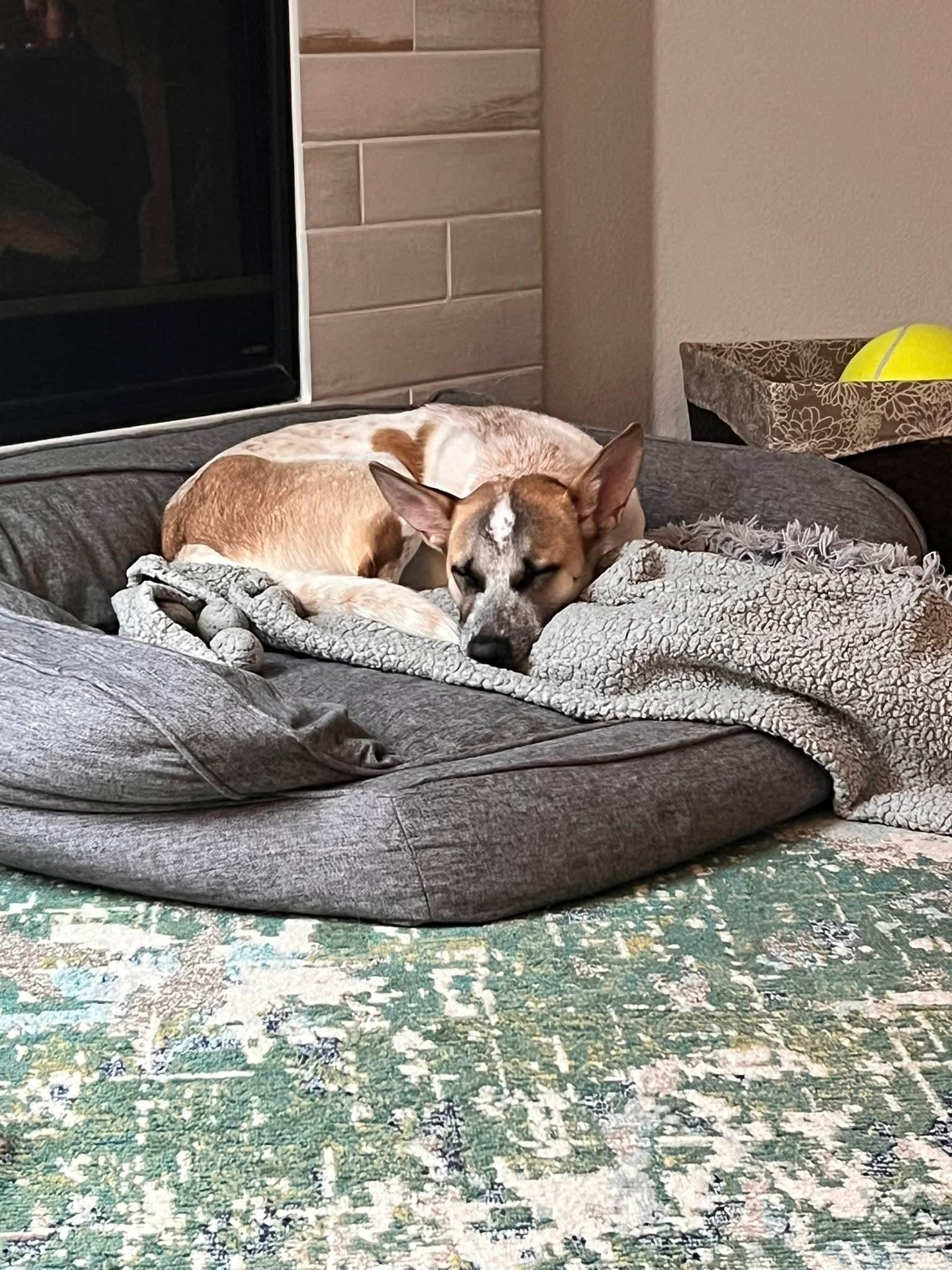 Enlarge Jessi, a Adoptable mixed breed in Mansfield, TX image 4/5