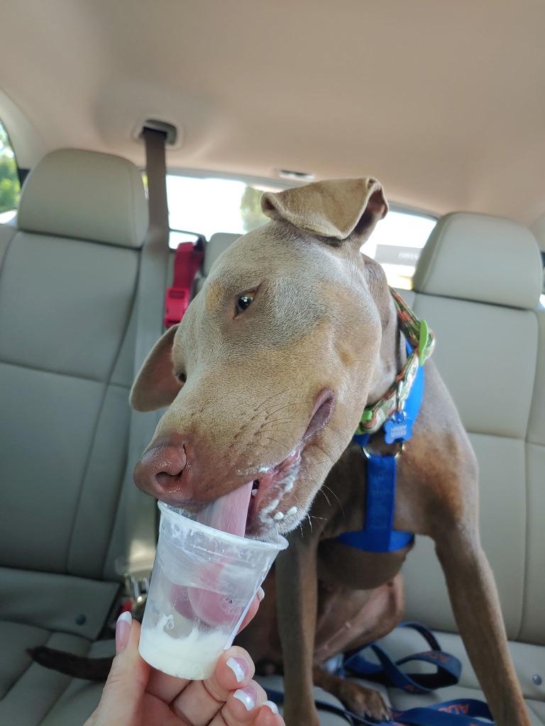 Cj, Adoptable, Young Female Mixed Breed.