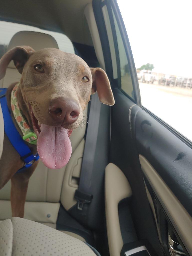 Cj, a Adoptable mixed breed in Thousand Oaks, CA image 2/6