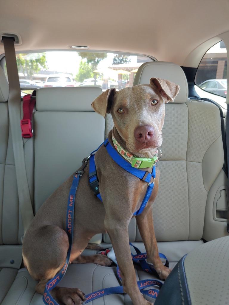 Cj, a Adoptable mixed breed in Thousand Oaks, CA image 3/6