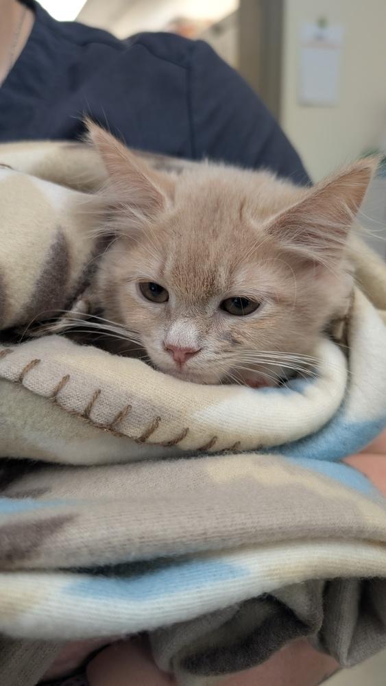 7841 Waffle, Adoptable, Kitten Female Domestic Medium Hair.