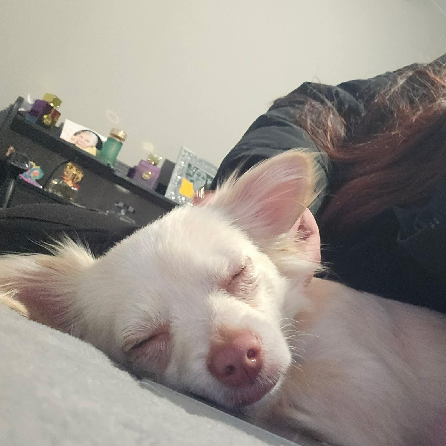 Enlarge Vanilla Bean, an adopted mixed breed in Oklahoma City, OK image 3/6