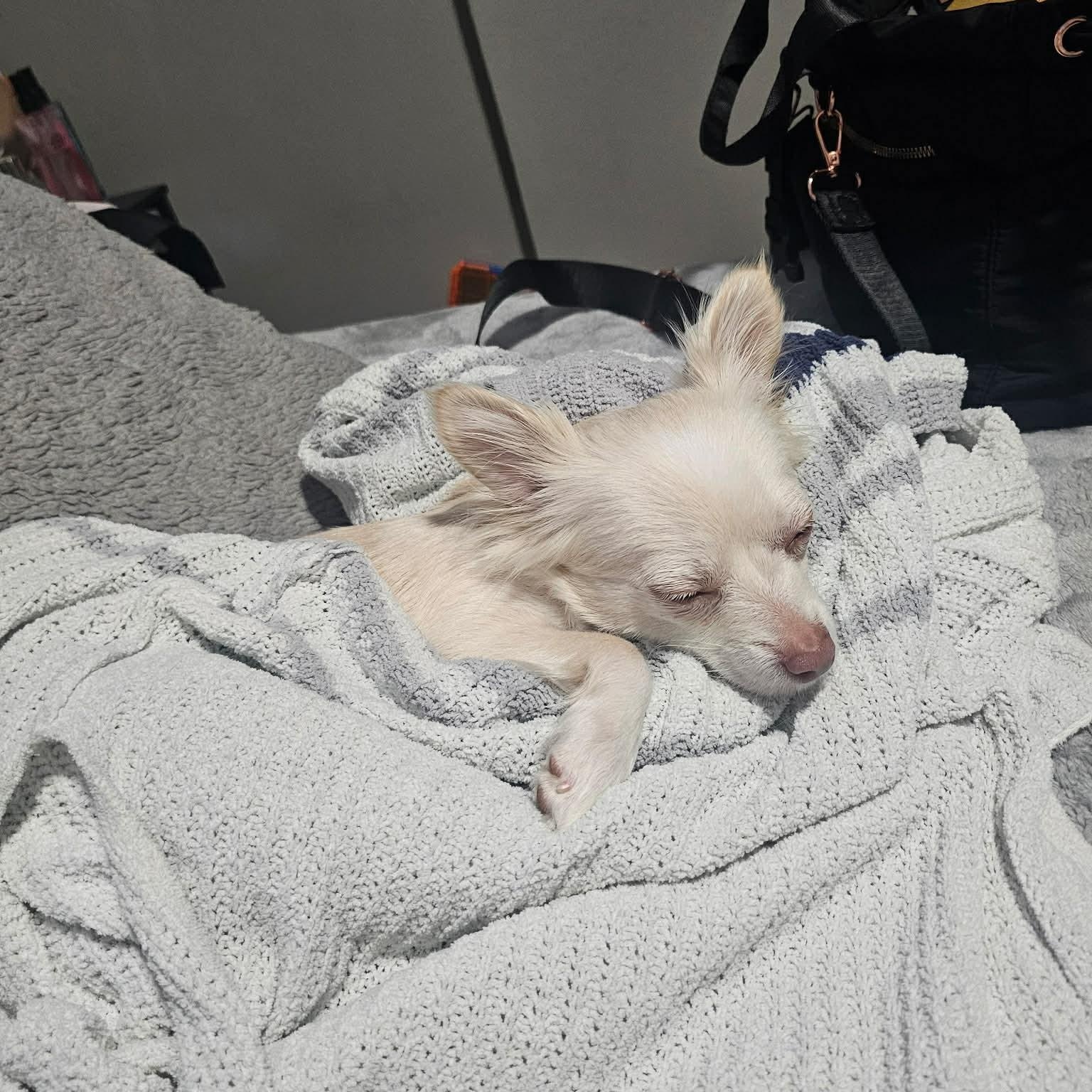 Enlarge Vanilla Bean, an adopted mixed breed in Oklahoma City, OK image 2/6