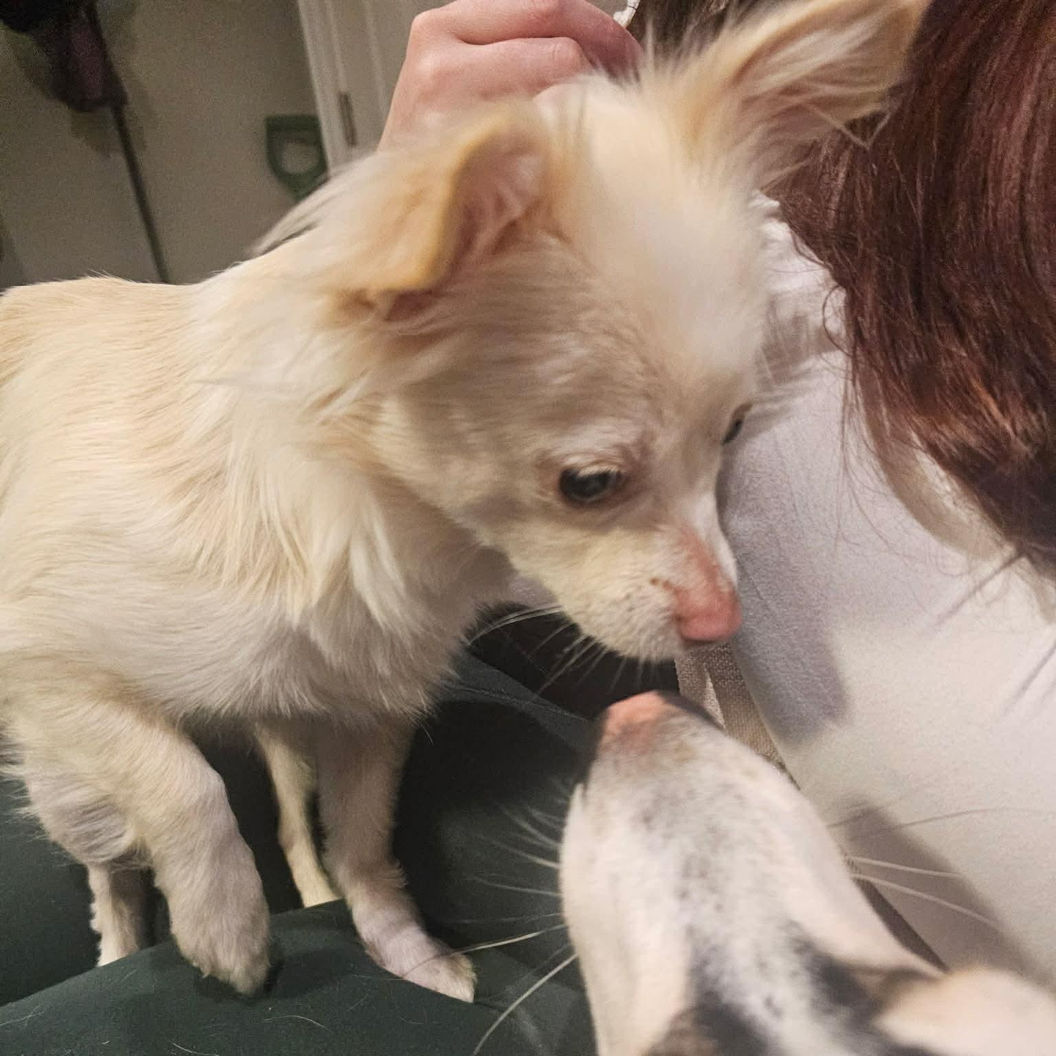 Enlarge Vanilla Bean, an adopted mixed breed in Oklahoma City, OK image 6/6