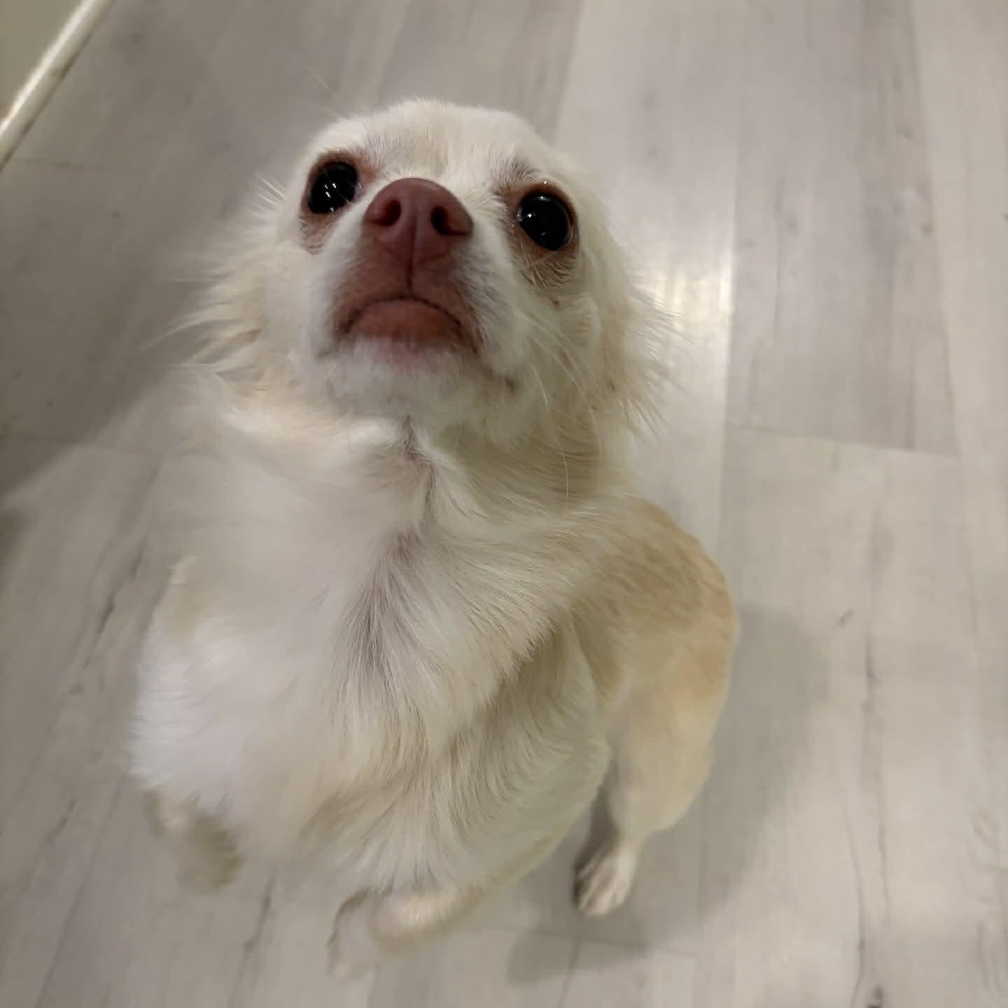 Enlarge Vanilla Bean, an adopted mixed breed in Oklahoma City, OK image 5/6