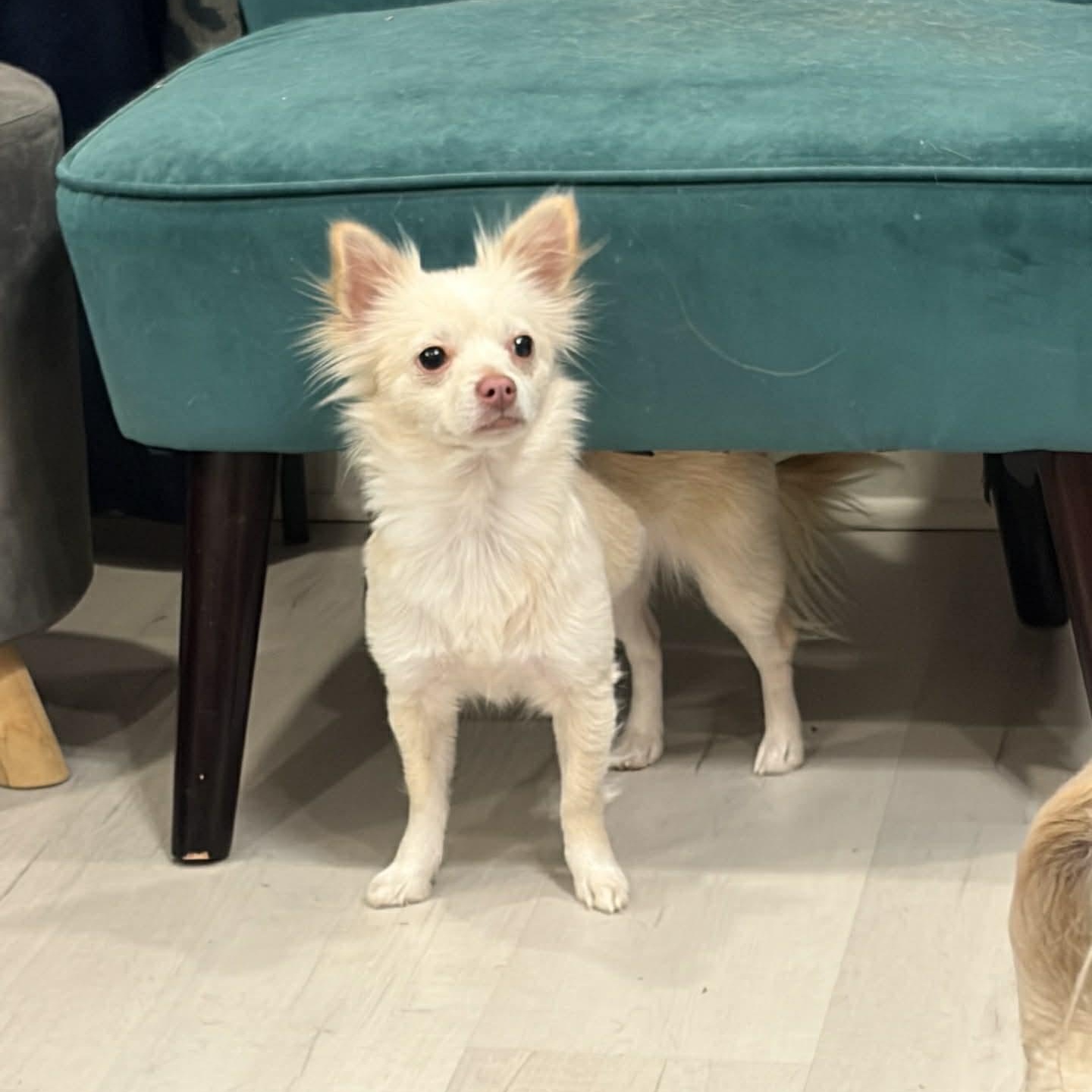 Vanilla Bean, adopted, Adult Female Chihuahua.