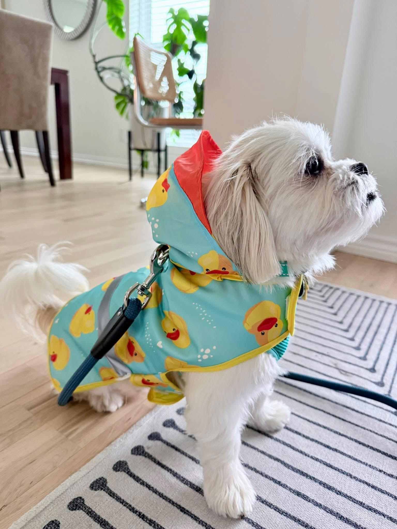 Enlarge Stetson Trooper, an adopted mixed breed in Plano, TX image 5/5