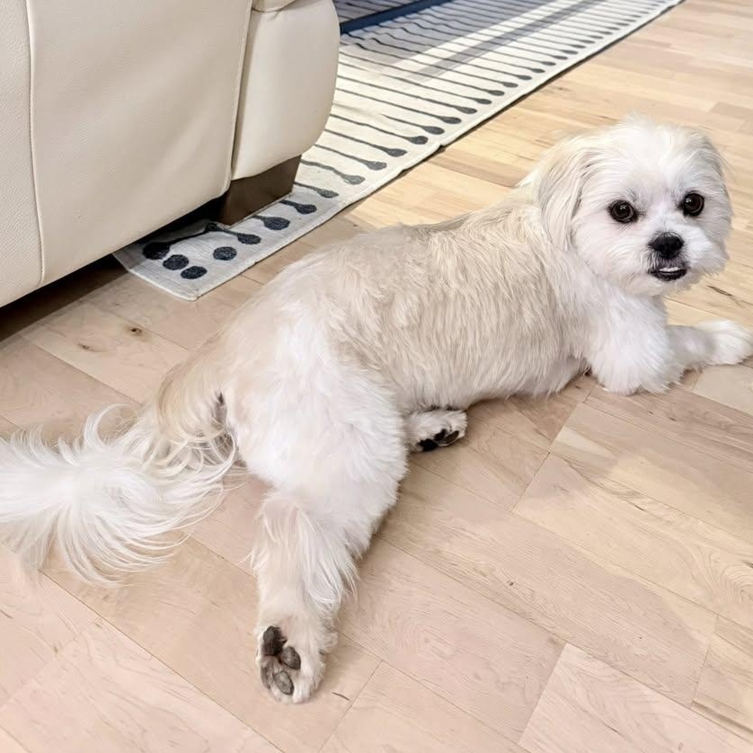 Enlarge Stetson Trooper, an adopted mixed breed in Plano, TX image 4/5