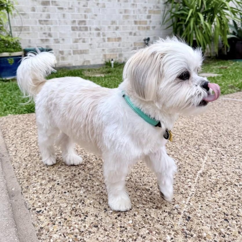 Enlarge Stetson Trooper, an adopted mixed breed in Plano, TX image 3/5