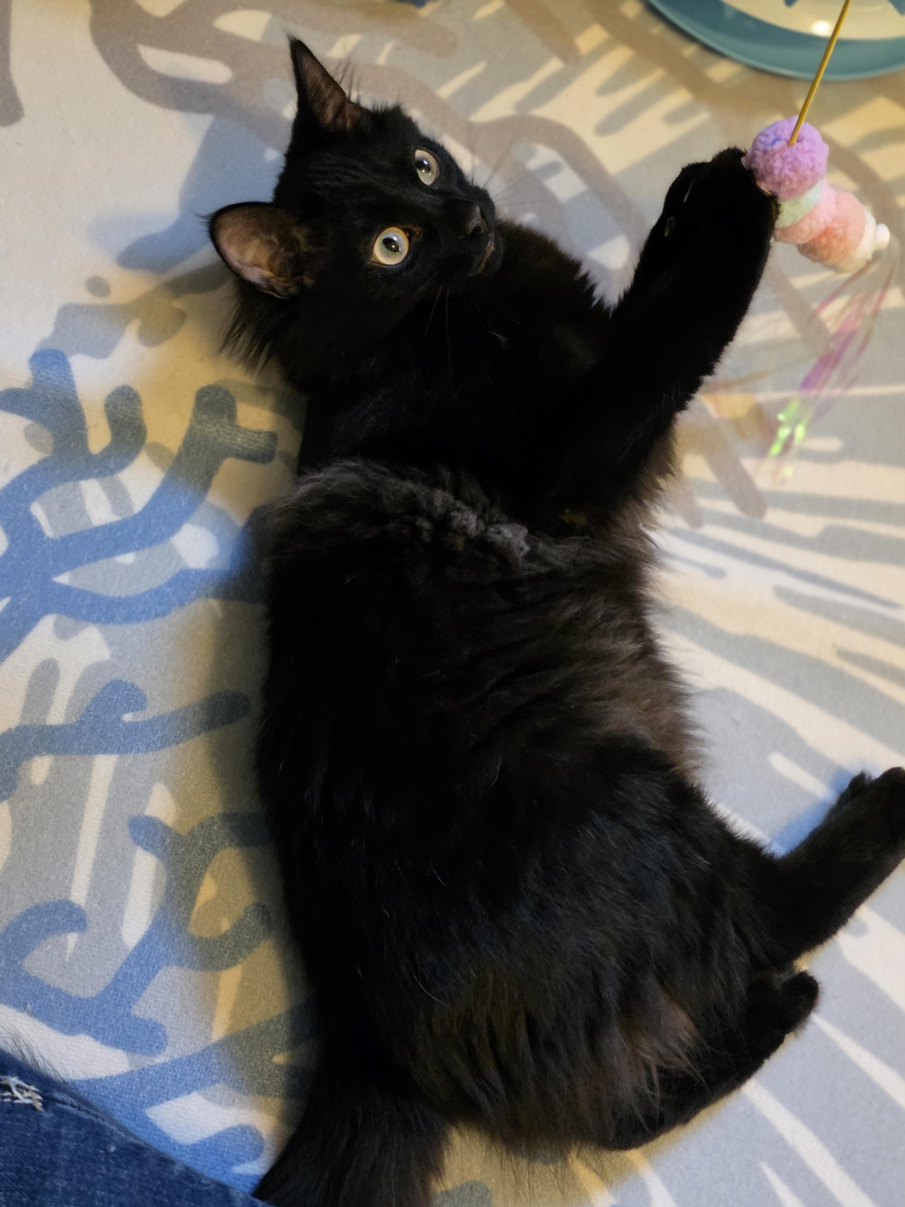 Smee, a Adoptable Domestic Long Hair in Beaverton, OR image 2/3