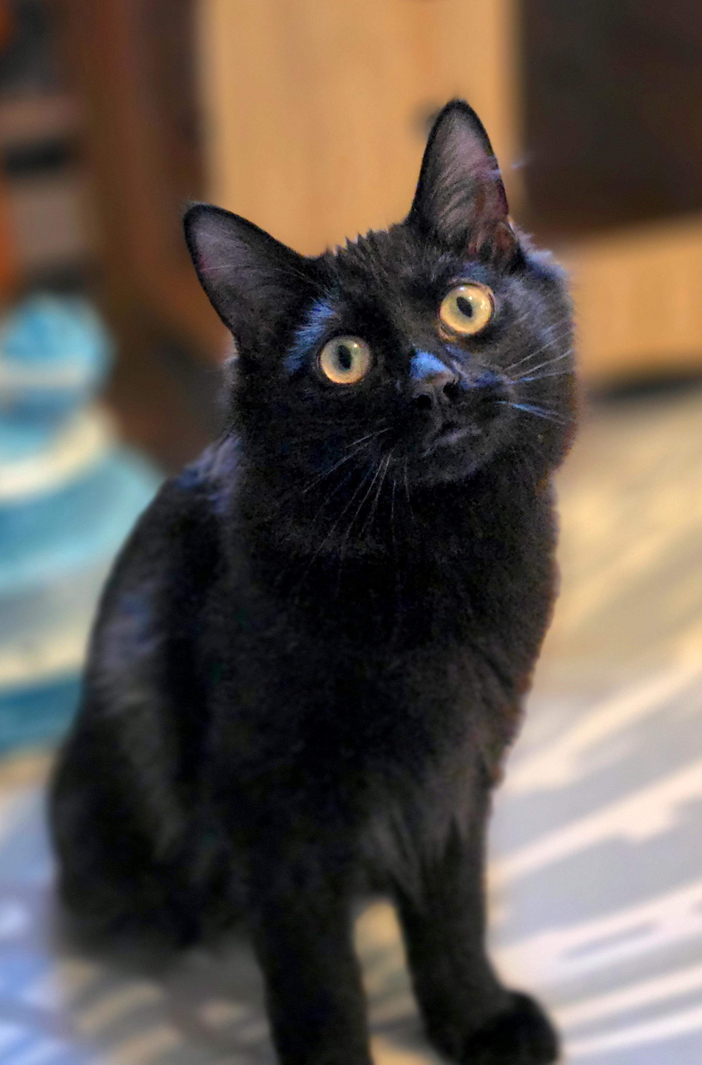 Smee, Adoptable, Kitten Male Domestic Long Hair.