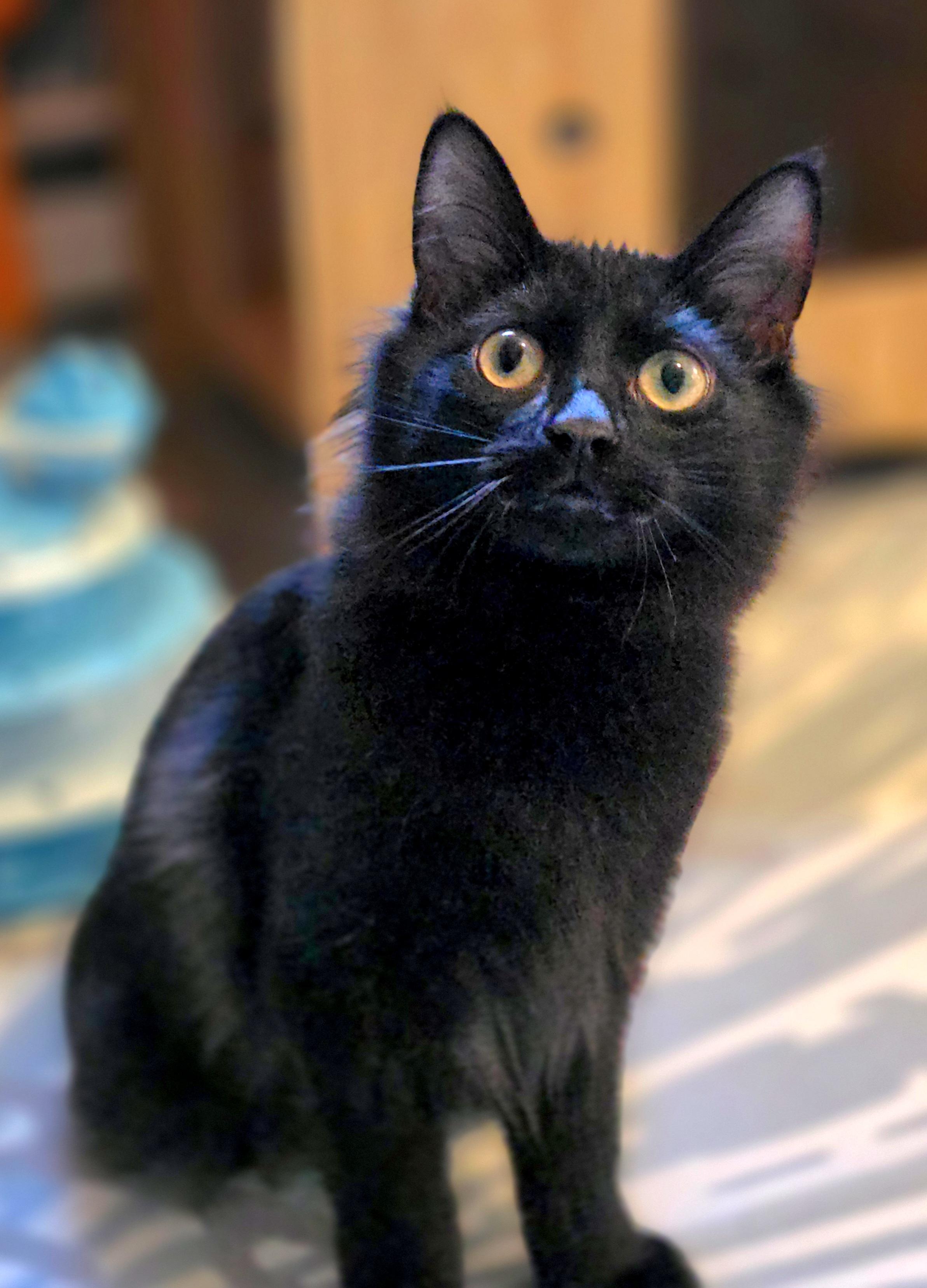 Smee, a Adoptable Domestic Long Hair in Beaverton, OR image 3/3