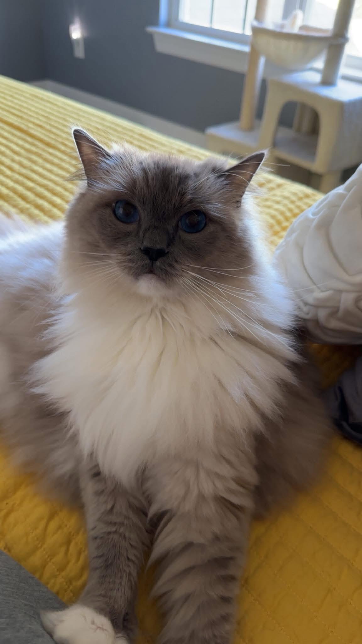 PRINCE - Ragdoll - Male