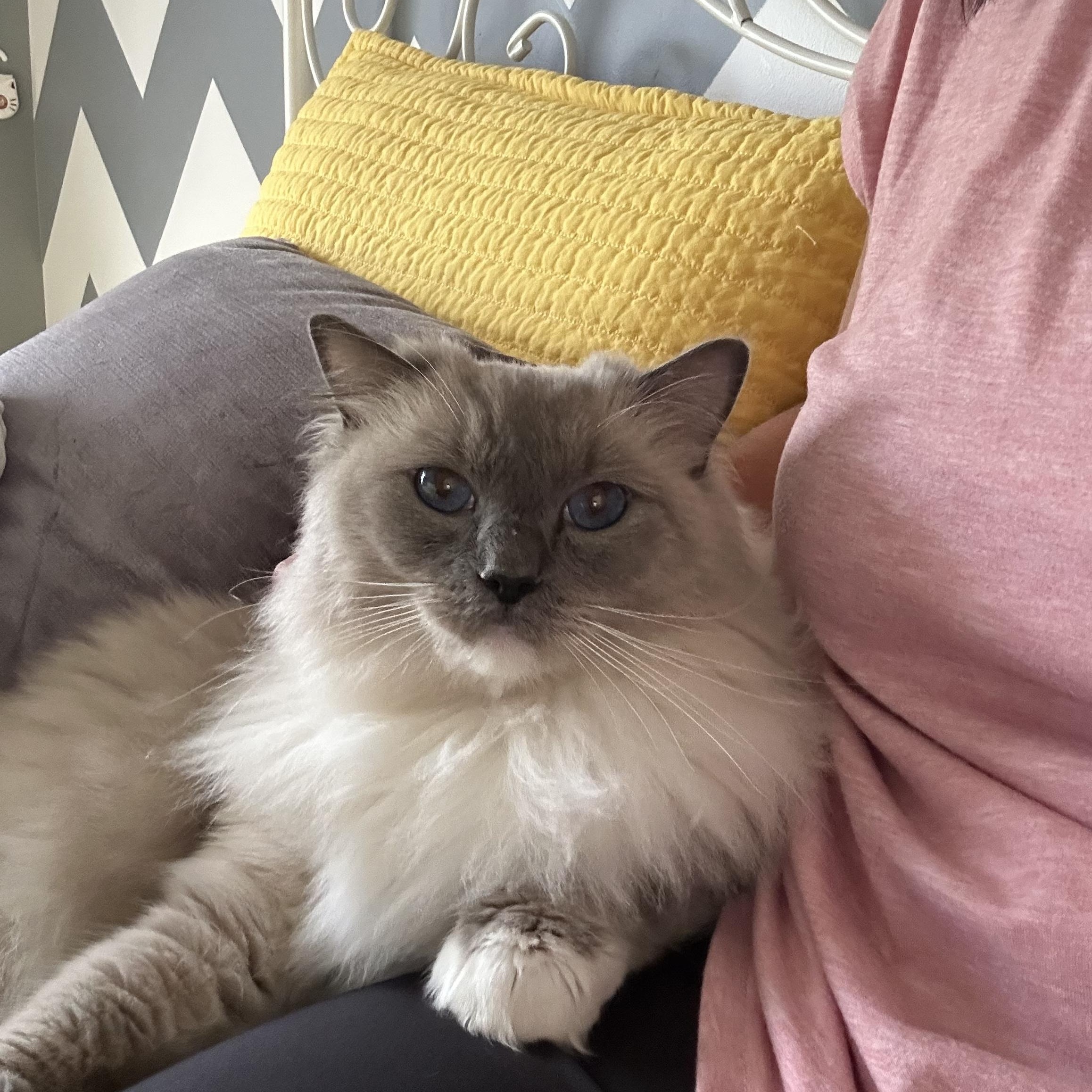 PRINCE - Ragdoll - Male