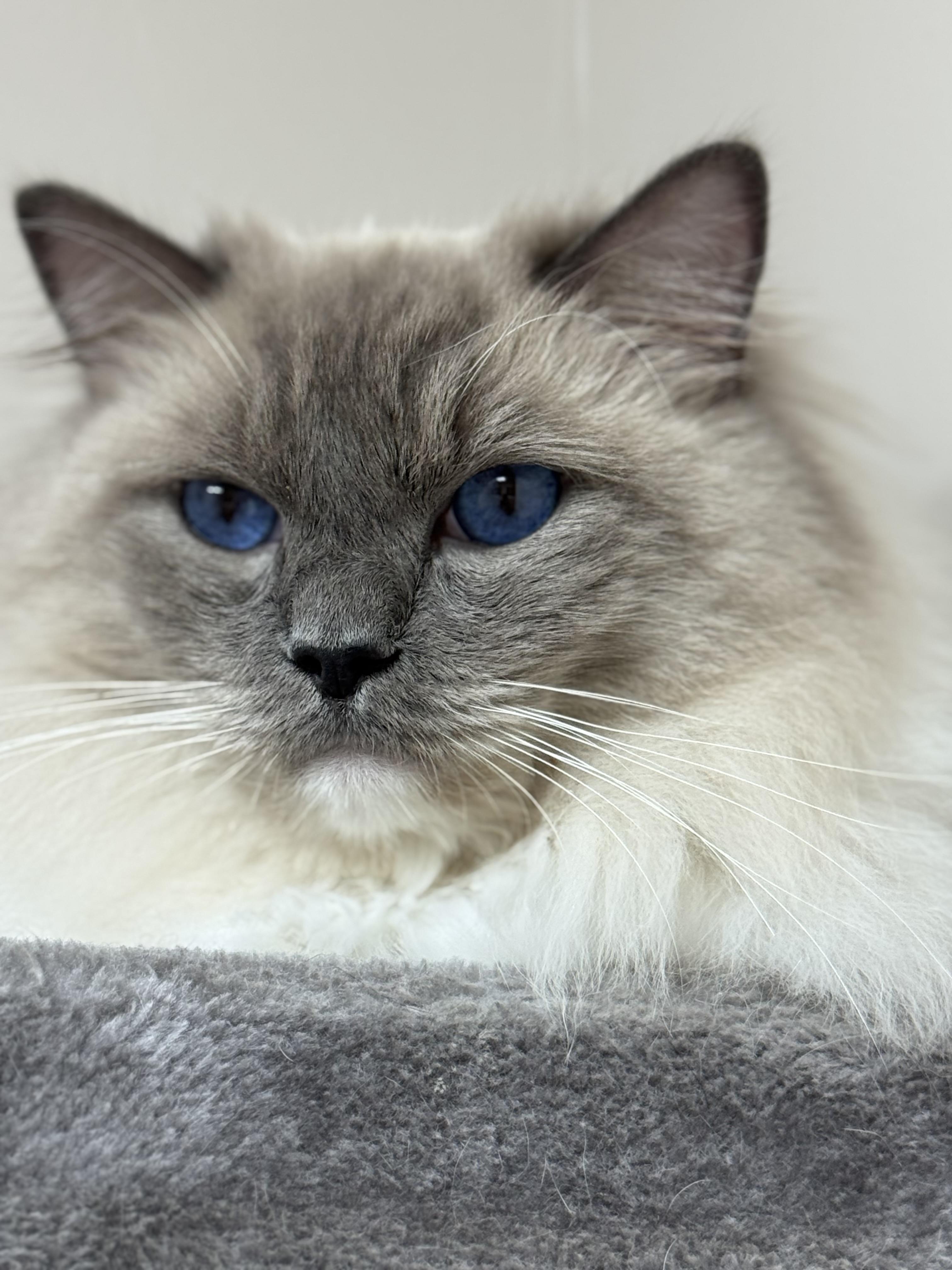 PRINCE - Ragdoll - Male