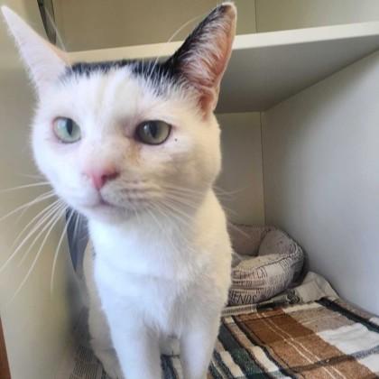 Mickey, adoptable, Adult Male Domestic Short Hair.