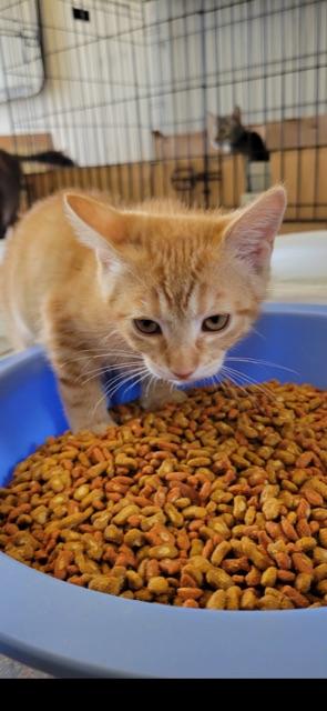 Enlarge CYPRESS (bonded with brother CEDAR), an adopted Domestic Short Hair in Owensboro, KY image 1/6