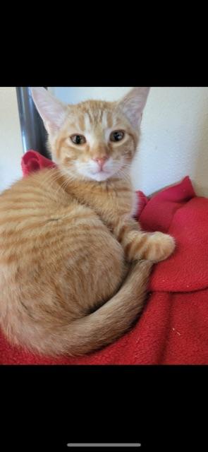 Enlarge CYPRESS (bonded with brother CEDAR), an adopted Domestic Short Hair in Owensboro, KY image 2/6