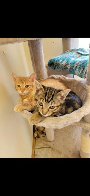 CYPRESS (bonded with brother CEDAR), Young Male unknown