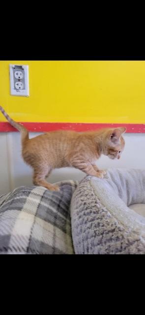 Enlarge CYPRESS (bonded with brother CEDAR), an adopted Domestic Short Hair in Owensboro, KY image 4/6