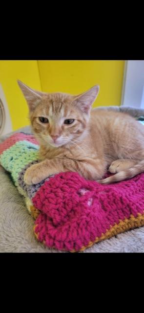 Enlarge CYPRESS (bonded with brother CEDAR), an adopted Domestic Short Hair in Owensboro, KY image 5/6
