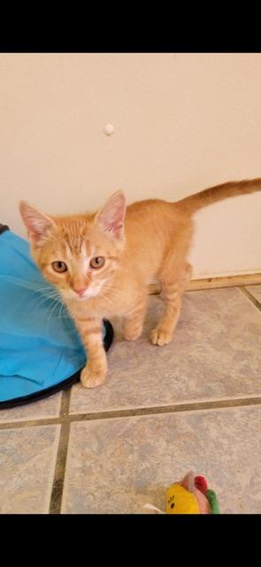 Enlarge CYPRESS (bonded with brother CEDAR), an adopted Domestic Short Hair in Owensboro, KY image 6/6