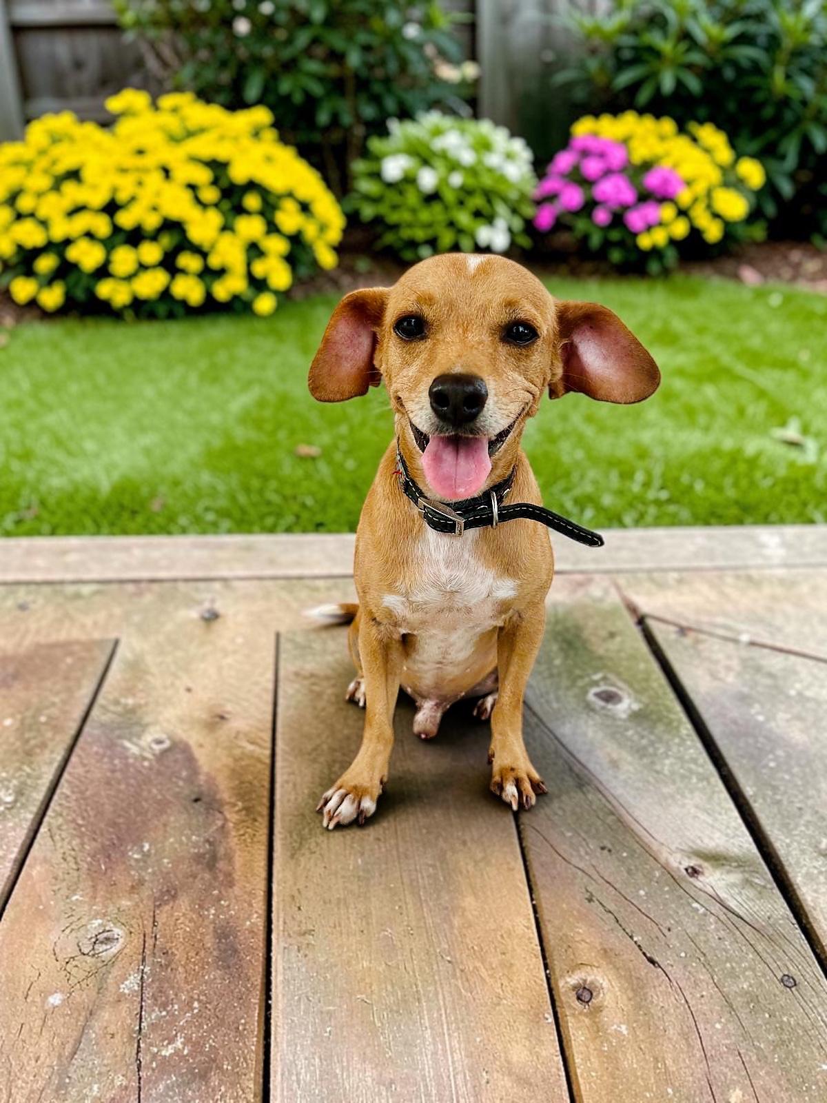 Tribilin (Goofy) - Adoptable Pet | Petfinder