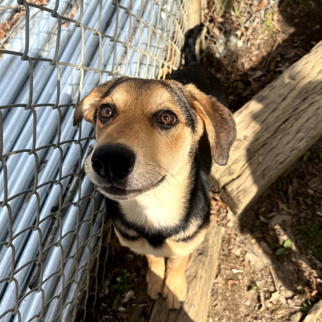 Enlarge CoCo, a Adoptable mixed breed in Clanton, AL image 1/3