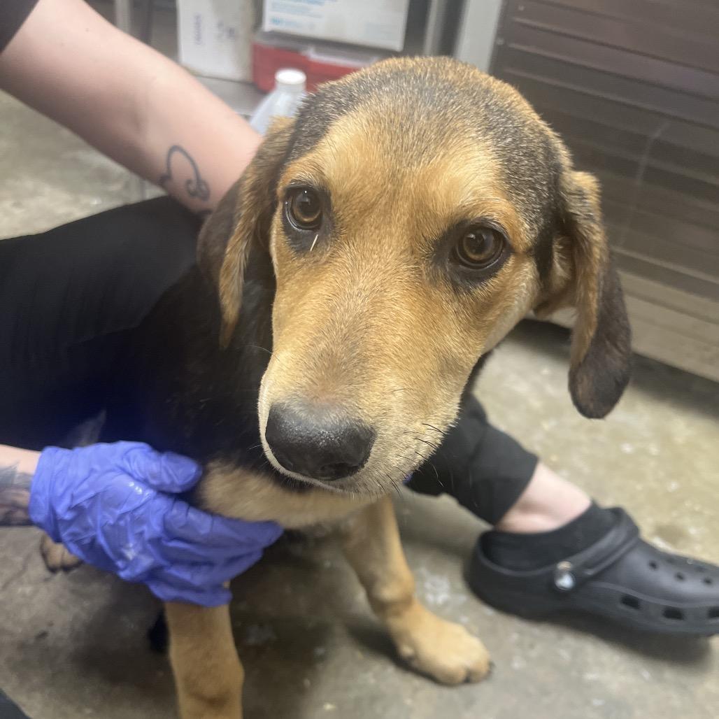 Enlarge CoCo, a Adoptable mixed breed in Clanton, AL image 2/3