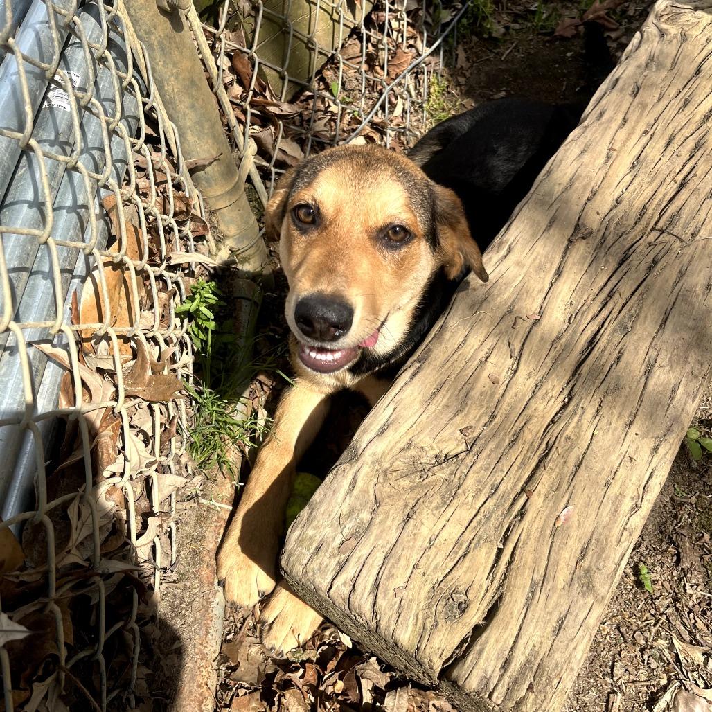 Enlarge CoCo, a Adoptable mixed breed in Clanton, AL image 3/3