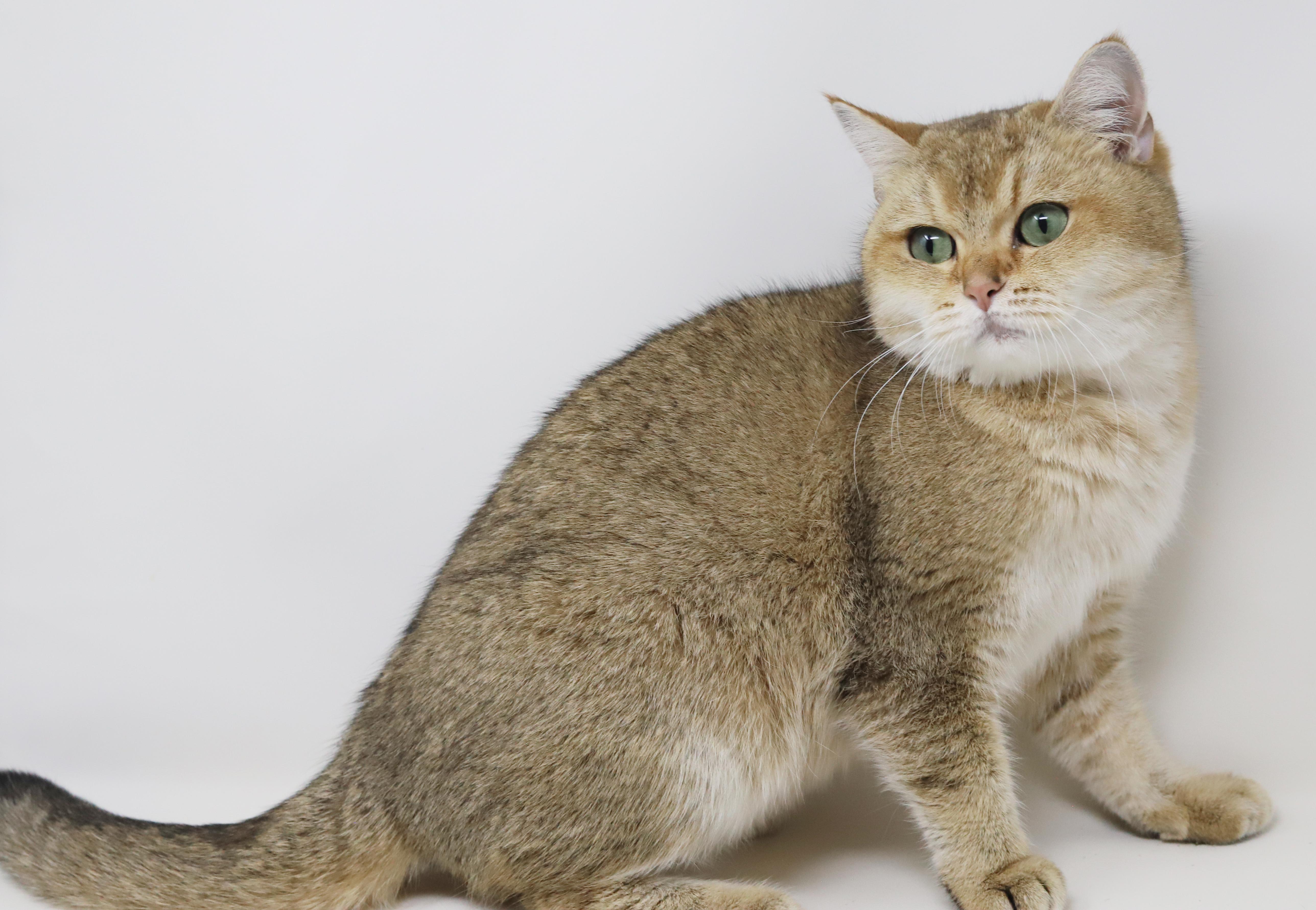 Enlarge Sienna is sensational - Exotic lover!  - videos!!  EMERGENCY transport from Qatar!!, an adoptable British Shorthair in Bedford Hills, NY image 6/6