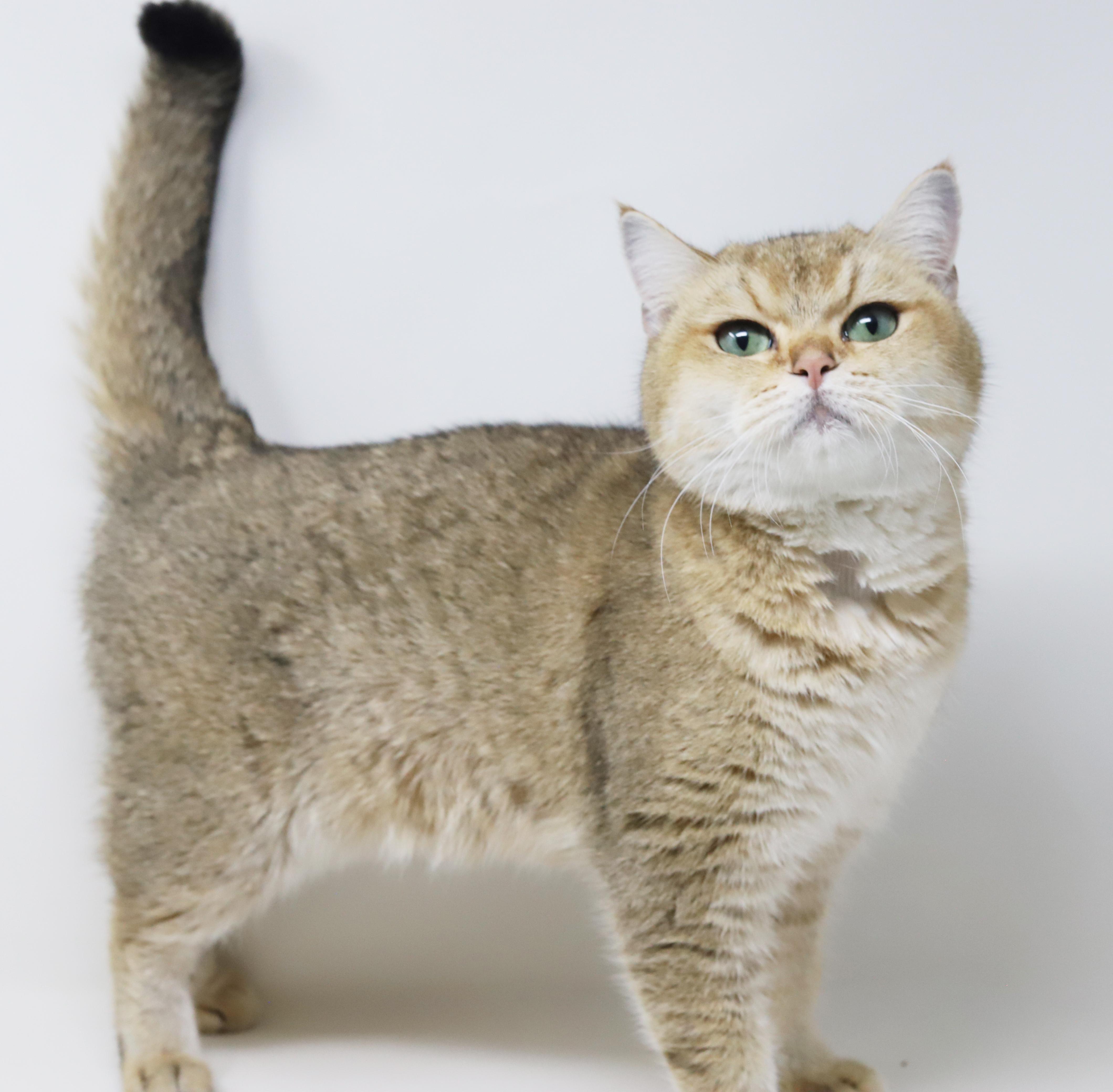 Enlarge Sienna is sensational - Exotic lover!  - videos!!  EMERGENCY transport from Qatar!!, an adoptable British Shorthair in Bedford Hills, NY image 2/6