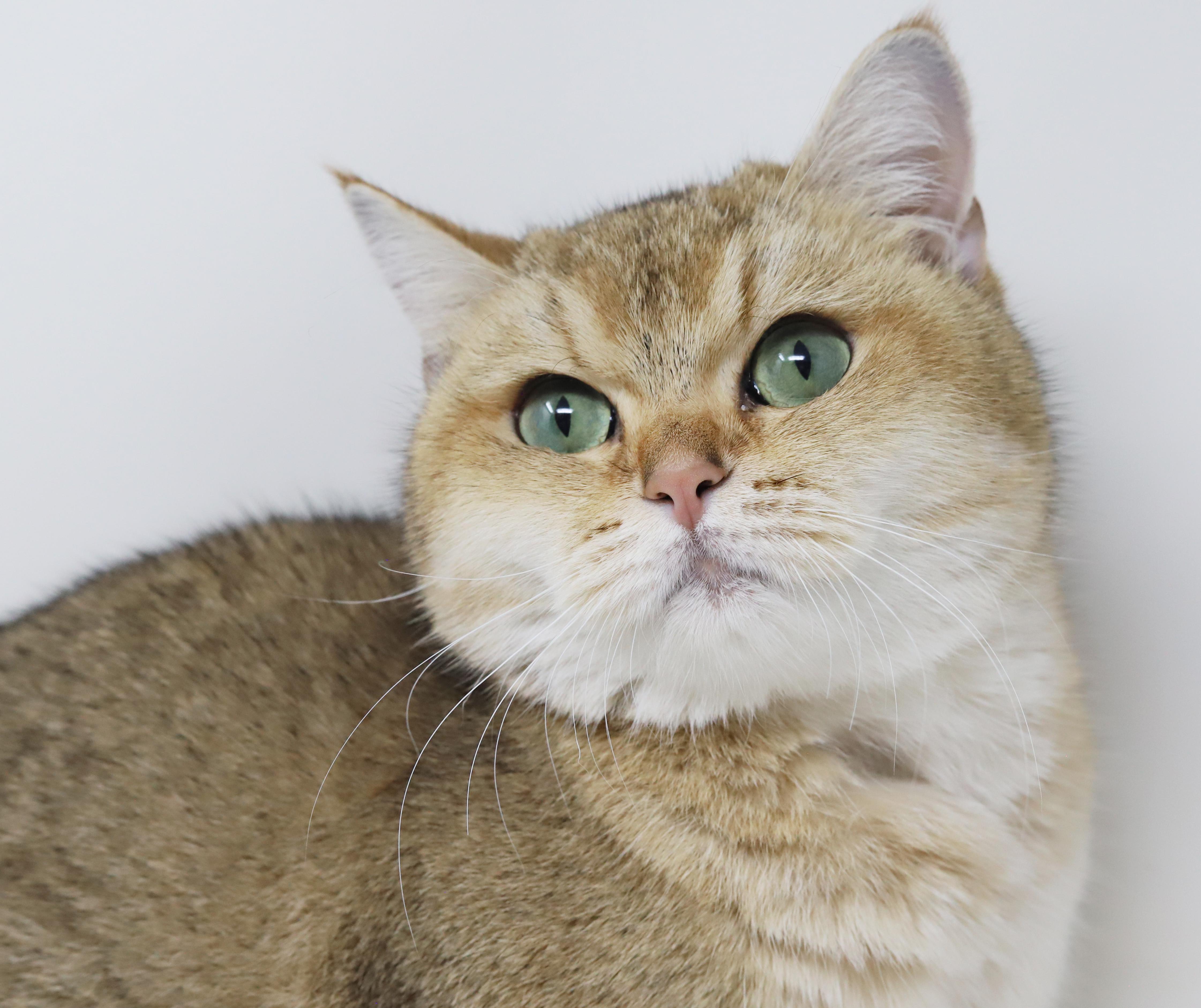 Enlarge Sienna is sensational - Exotic lover!  - videos!!  EMERGENCY transport from Qatar!!, an adoptable British Shorthair in Bedford Hills, NY image 1/6