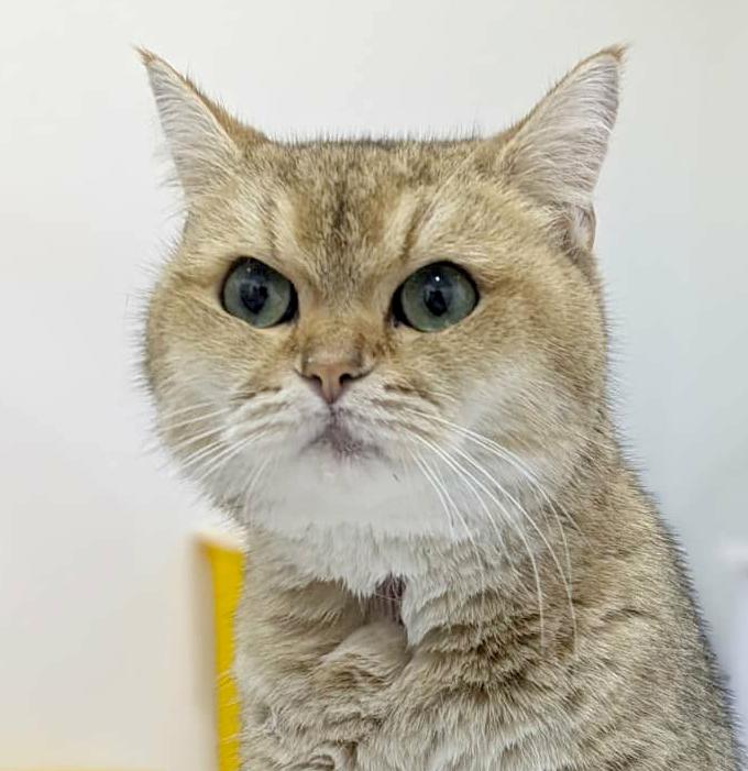 Enlarge Sienna is sensational - Exotic lover!  - videos!!  EMERGENCY transport from Qatar!!, an adoptable British Shorthair in Bedford Hills, NY image 3/6