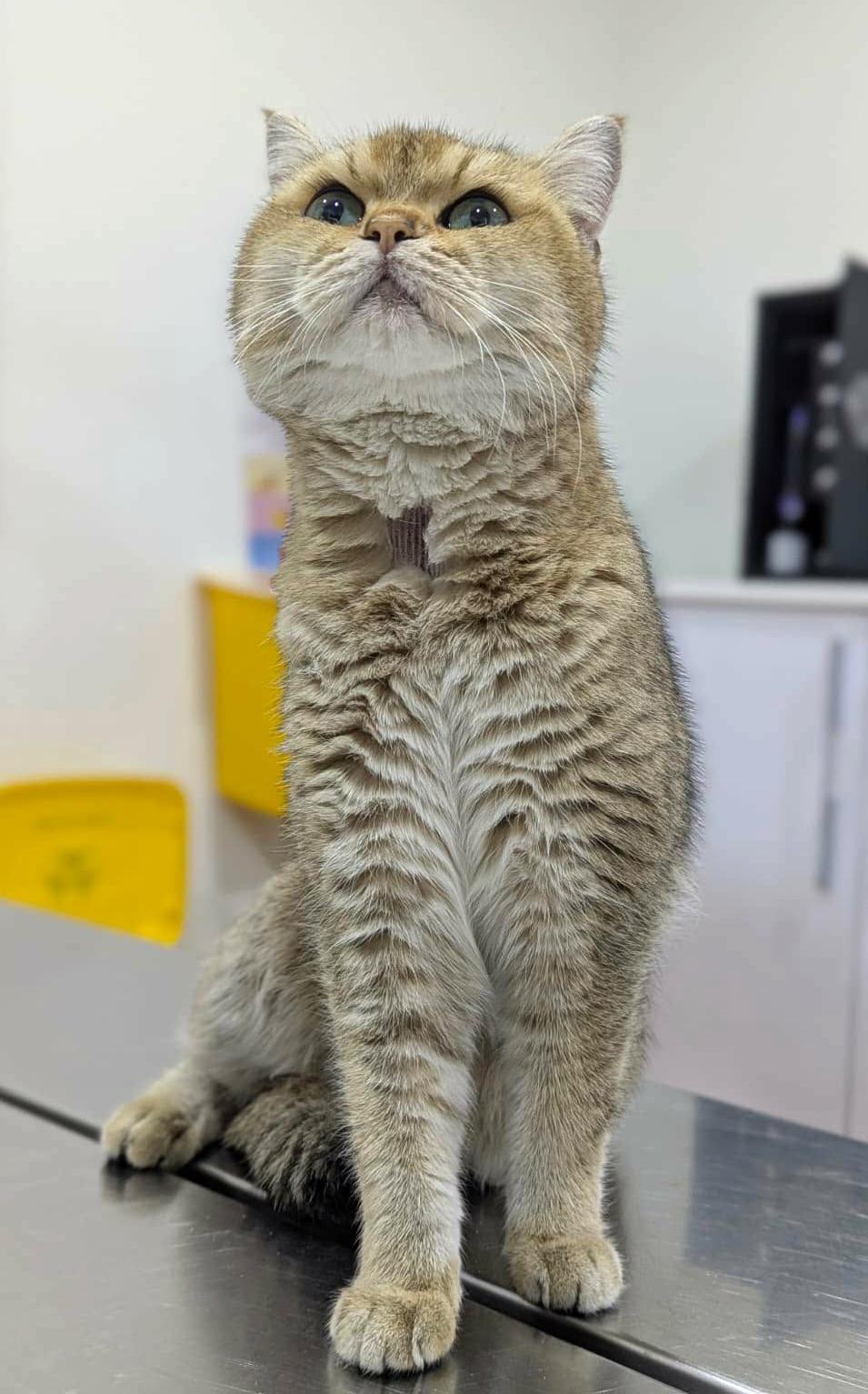Enlarge Sienna is sensational - Exotic lover!  - videos!!  EMERGENCY transport from Qatar!!, an adoptable British Shorthair in Bedford Hills, NY image 4/6