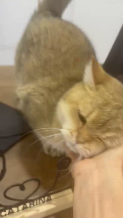 Enlarge Sienna is sensational - Exotic lover!  - videos!!  EMERGENCY transport from Qatar!!, an adoptable British Shorthair in Bedford Hills, NY video 5/6