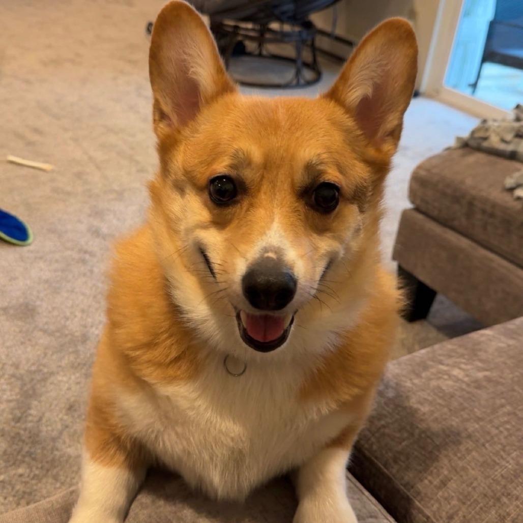 Rocco, Adoptable, Adult Male Corgi.