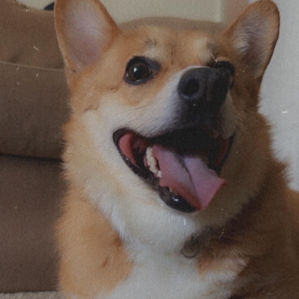 Enlarge Rocco, a Adoptable Corgi in Saratoga Springs, NY image 2/6