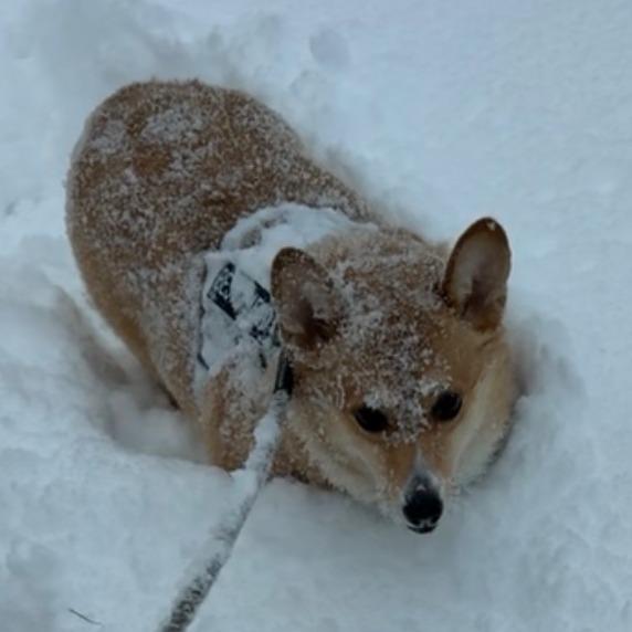 Enlarge Rocco, a Adoptable Corgi in Saratoga Springs, NY image 3/6