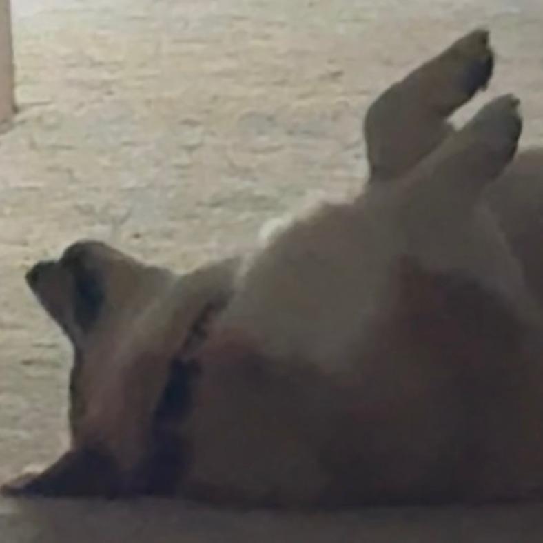 Enlarge Rocco, a Adoptable Corgi in Saratoga Springs, NY image 4/6