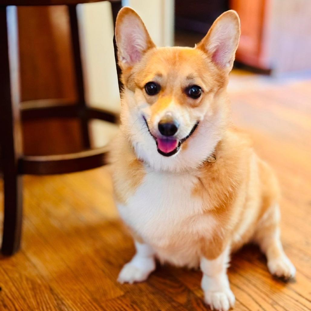 Enlarge Rocco, a Adoptable Corgi in Saratoga Springs, NY image 5/6