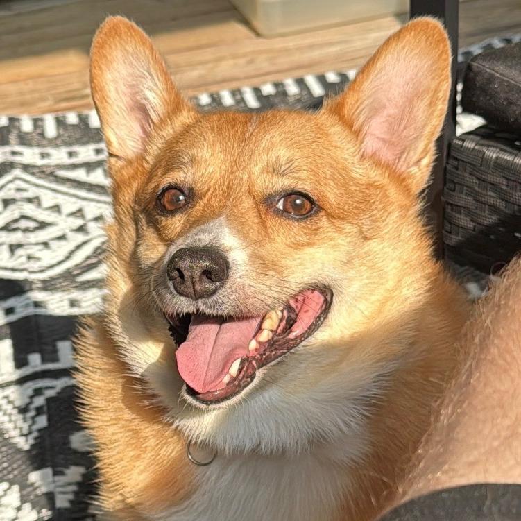 Enlarge Rocco, a Adoptable Corgi in Saratoga Springs, NY image 6/6