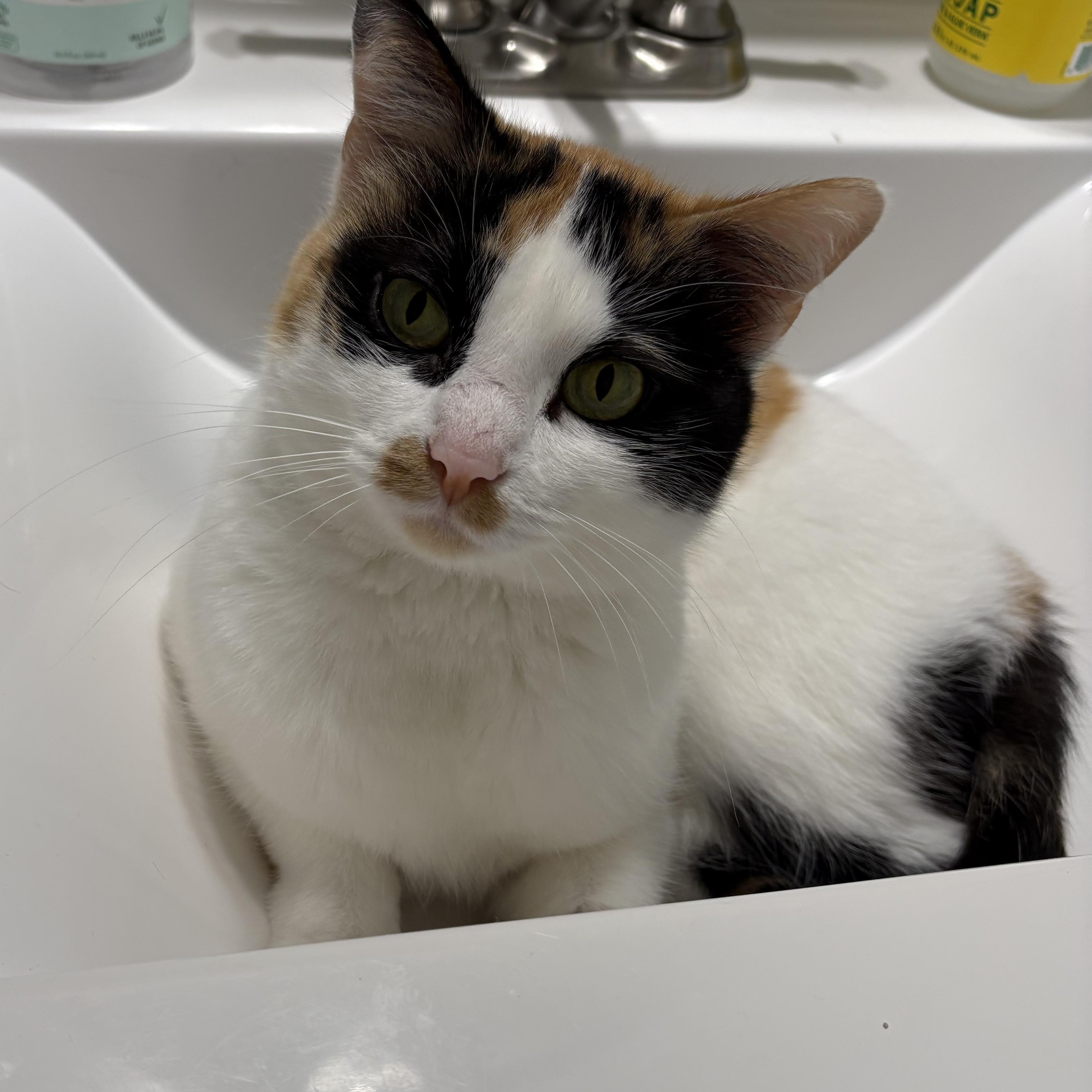 Jane Austen, Adoptable, Adult Female Calico.